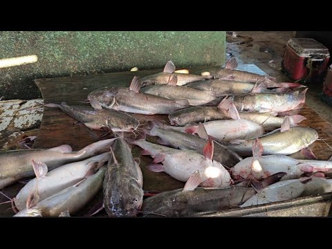 Видео: Гайана: туры по крупным рынкам 🇬🇾