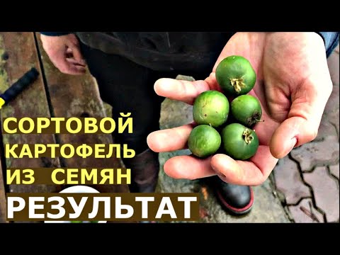 Видео: ОБНОВИТЬ бесплатно СОРТ КАРТОФЕЛЯ можно ли? КАРТОФЕЛЬ ИЗ СЕМЯН