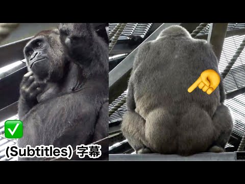 Видео: Таз беременной Генки расширяется. Форма ее ягодиц изменилась. Семья Момотаро, горилла