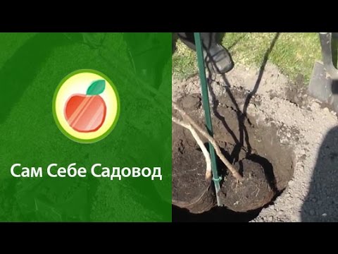 Видео: Посадка кизила