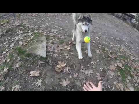 Видео: Хаски без поводка - как правильно привлечь внимание собаки