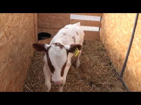 Видео: Содержание телят - ясли и садик