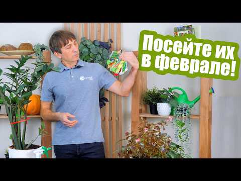 Видео: Февральские посевы! Цветы и овощи которые ПОРА сеять на рассаду!