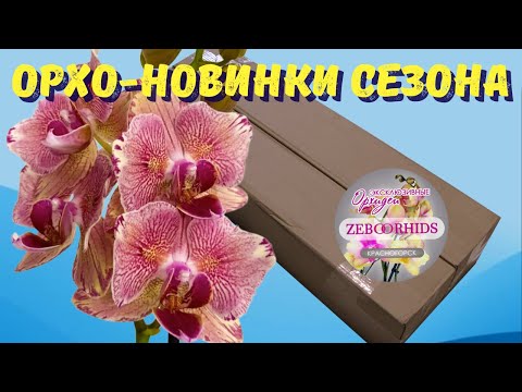 Видео: Решила заказать орхидеи в Zeboorhids.Что из этого вышло