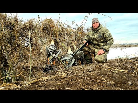 Видео: Весенняя охота на гуся 2025. На кукурузных полях.