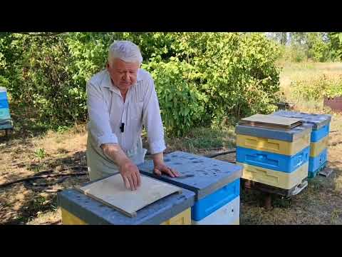 Видео: Пчеловодство. Обратите внимание на большое количество клещей!