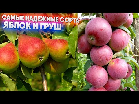 Видео: Самые надежные сорта яблок и груш