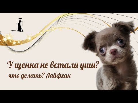 Видео: Что делать, если у щенка не встали уши? Лайфхак