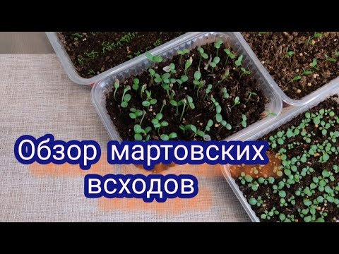 Видео: Обзор мартовских посевов. Что взошло, что не взошло, что растёт
