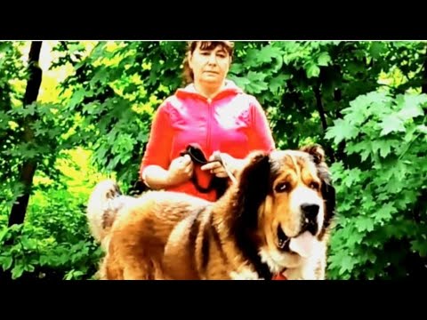 Видео: Пк Рамзес Михайл Дубяга Алматы