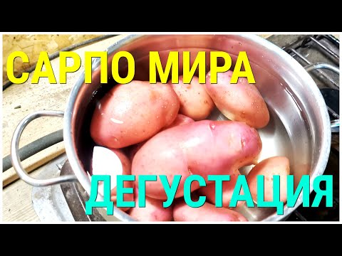 Видео: Сарпо Мира дегустация сорта картофеля победившего фитофтору