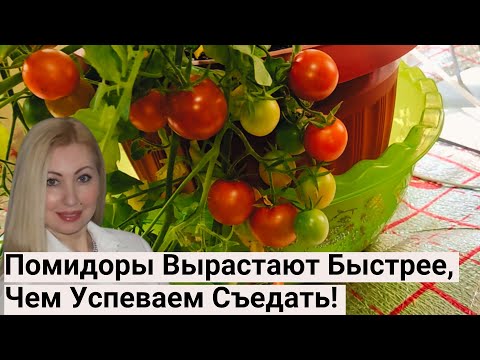 Видео: Обзор Огорода на Балконе 2023 - Август. Мои Урожаи Помидоров и Огурцов.