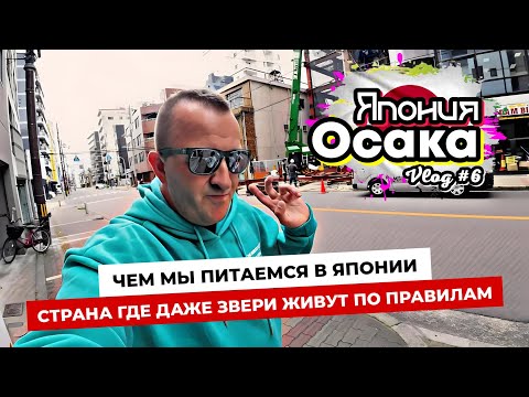 Видео: Чем питаемся в Японии? Интересные наблюдения на улицах Осаки. Крутой зоопарк  Osaka Tennoji Zoo!