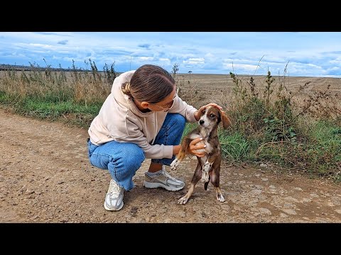 Видео: Отчаявшийся щенок бежит за каждой машиной, а потом плачет, когда я останавливаюсь, чтобы помочь