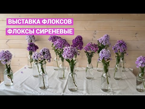 Видео: Выставка флоксов. Флоксы сиреневые