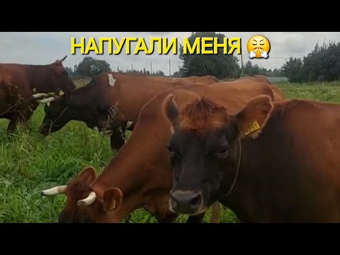 Видео: Опасные моменты выгула коров 🐮! Одна выпускаю 8 коров в новый загон!