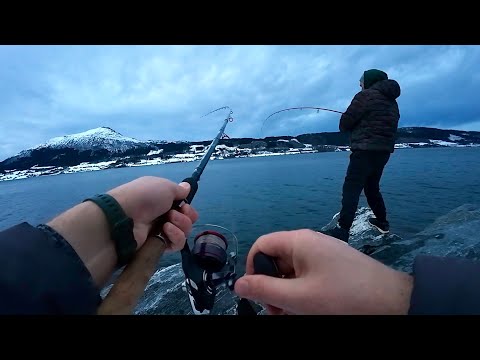 Видео: Норвегия! Прут Дуплетами, утаскивают удочку… Рыбалка на донки с берега в Норвегии