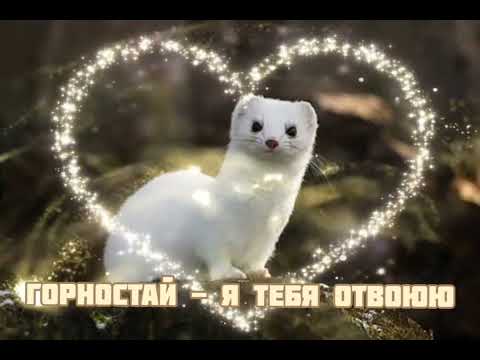 Видео: Горностай - Я тебя Отвоюю|Шоу "Маска-4"|[7-Выпуск🤎]