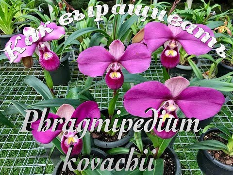 Видео: Как выращивать Фрагмипедиум ковачи (Phragmipedium kovachii)