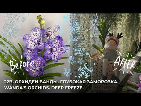 Видео: 22B. Орхидеи Ванды. Глубокая заморозка. Wanda's orchids. Deep freeze.