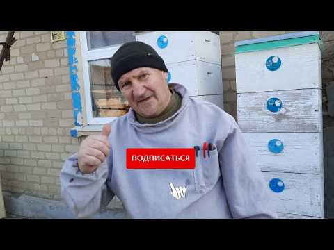 Видео: ОБЪЕДИНЕНИЕ СЕМЕЙ ВЕСНОЙ,КАК И ЛЕТОМ.УЛЕЙ ФАДЕЕВА.