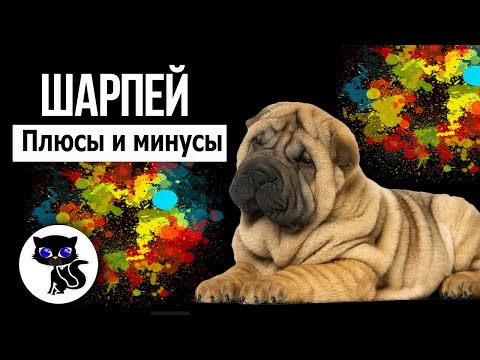 Видео: ✔ Шарпей, плюсы и минусы породы. За что мы любим шарпеев?
