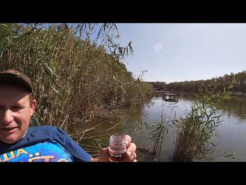 Видео: ЛОВЛЯ ТОЛСТОЛОБИКА ОСЕНЬЮ на базе Даль