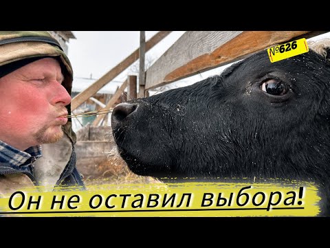 Видео: БЫК СОШЁЛ С УМА. Его придётся сдать. Стерилизовали Жульку. Омская Деревня