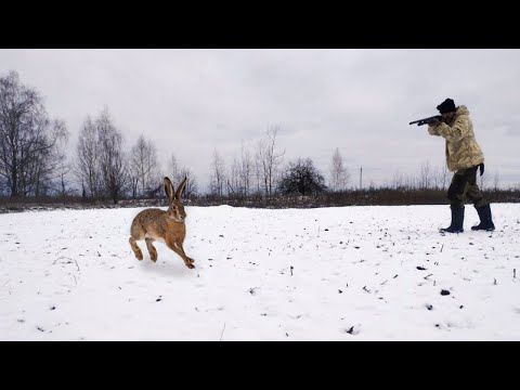 Видео: ЛУЧШАЯ ОХОТА СЕЗОНА. Закрытие охоты на зайца 2023