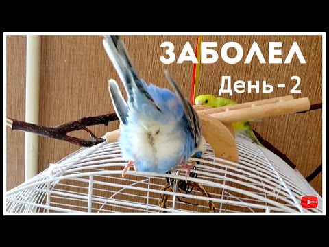 Видео: Лечу попугая || День - 2 || Тоша рыгал || Тоша не может есть корм || Болезни попугев