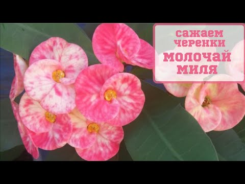 Видео: Молочай Миля. Сажаем черенки.