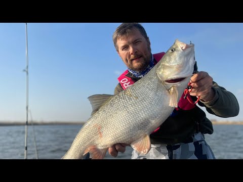 Видео: Весенняя рыбалка на Волге. Маково. Сазан, жерех и немножко судака. Тест комплекта Girgis 440+Hidea60