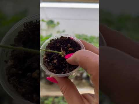 Видео: Переезд пеларгоний. Как они там без меня)