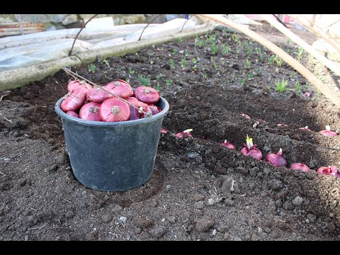 Видео: Посадка Ялтинского лука на семена. Сезон 2020.Лук в парнике.