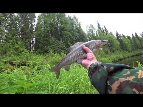 Видео: В ТАЙГУ за ХАРИУСОМ! Открыл сезон ТРОФЕЕМ! ТАЁЖНАЯ ИЗБА/Одиночный поход!