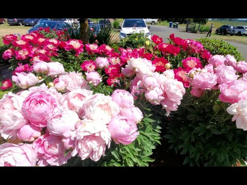 Видео: Пионы. Adelman Peony Gardens Salem OR