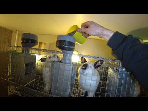 Видео: КЛЕТКА ДЛЯ МОЛОДНЯКА // ПРОСТАЯ, ДЕШЕВАЯ И БЫСТРАЯ В ИЗГОТОВЛЕНИИ