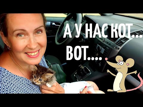 Видео: СТАРАЯ ДАЧА | Откуда он взялся? | У НАС КОТ! №34