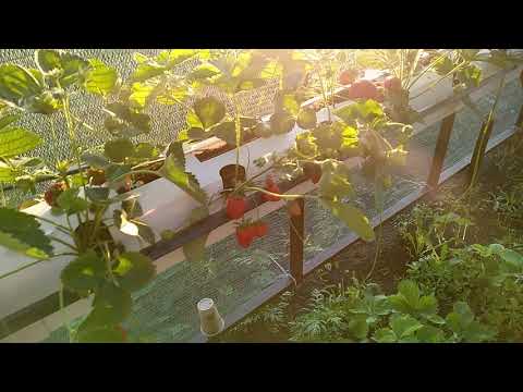 Видео: Малообьемка для клубники часть 8. Ошибки и полученный опыт