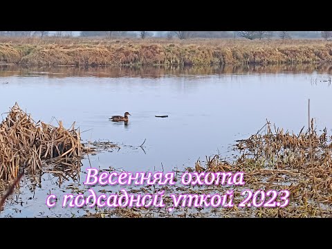 Видео: ВЕСЕННЯЯ ОХОТА С ПОДСАДНОЙ УТКОЙ 2023. Вышли 2 лося в тумане!
