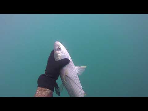 Видео: черноморски кефал подводен риболов 24 юни 2020 г.