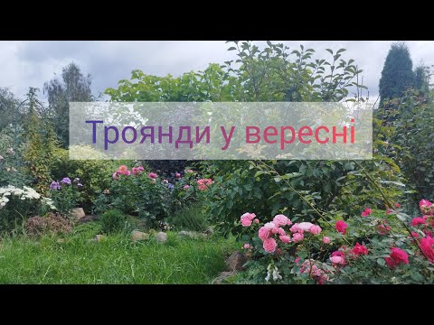 Видео: Трояндовий сад у вересні/Поточні справи