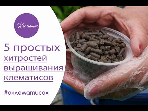 Видео: 🌺 5 простых хитростей при выращивании клематисов от Нины Петруши и канала клематис ТV
