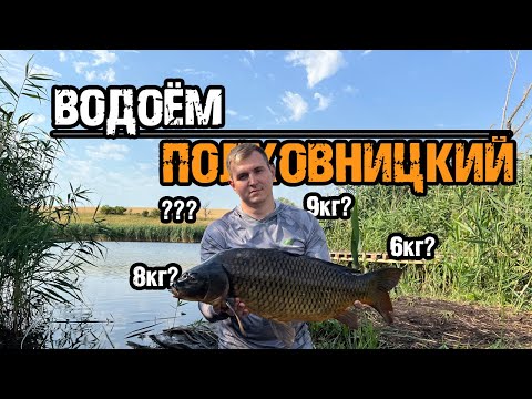 Видео: ТРОФЕЙНЫЙ КАРП ! Приехали на Водоём ПОЛКОВНИЦКИЙ , попал на раздачу мелкого карпа!