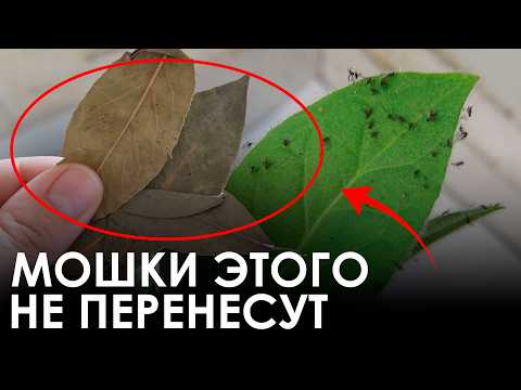 Видео: Как БЫСТРО избавиться от мошек в цветах? / НАРОДНЫЕ способы борьбы с щитовками и мошками!
