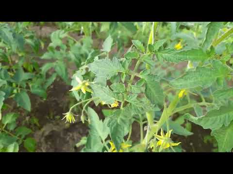 Видео: правильно поливает, формируем и пасынкуем томаты- советы.