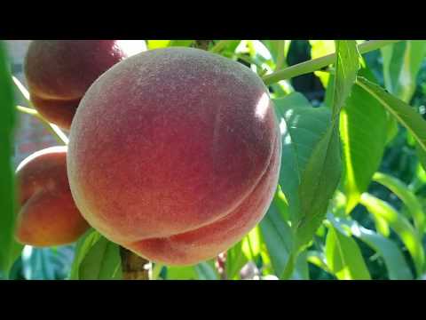 Видео: персик Флеминг Фьюри PF 23