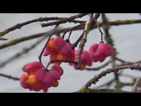 Видео: ВОКРУГ ОЗЕРА С ФОНТАНОМ ПЕШКОМ