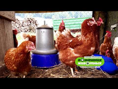 Видео: Энциклопедия домашних животных №7 - Род-айланд