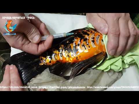 Видео: шок как 100 процентов искусственно развести карпа кои, оплодотворение икры, нерест, Amazing idea